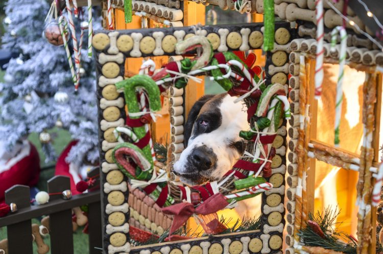 A winter wonderland grotto was set up for dogs in Cheshire 