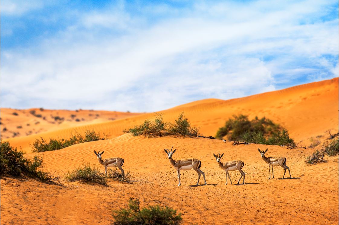 20 reasons to visit the UAE’s adventure Emirate, Ras Al Khaimah in 2020