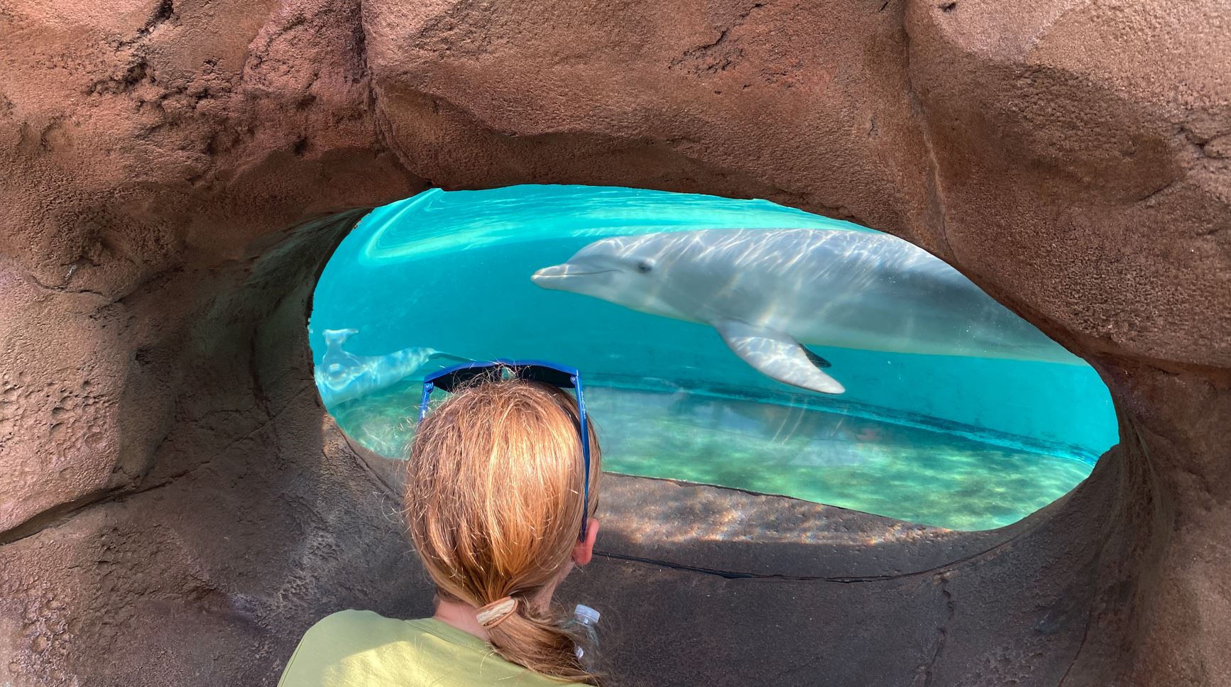 Evelyn watches dolphin's at Seaworld.